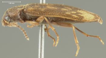 Media type: image;   Entomology 4771 Aspect: habitus lateral view